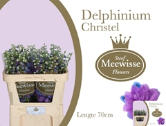Delphinium Double Christel 70cm
