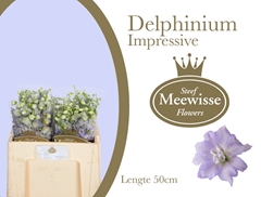 Delphinium Double Dewi Impressive 50cm