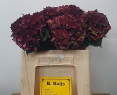 Hydrangea Dark Ruby Classic 40cm 10-12cm Hd
