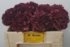 Hydrangea Dark Ruby Classic 50cm 12-14cm Hd