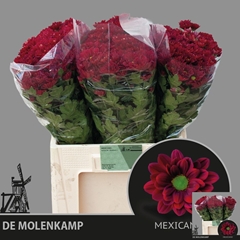 Chrysanth Spray Mexicano 60cm 50gr.