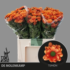 Chrysanth Spray Timon 60cm 50gr.
