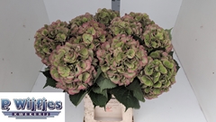 Hydrangea Elbtal Classic 60cm 16-18cm Hd