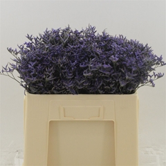 Limonium Safora Dark Blue 50cm 20gr.