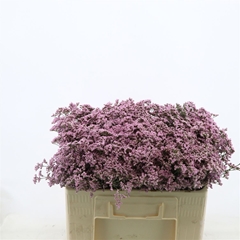 Limonium Safora Oshi Pink 50cm 20gr.