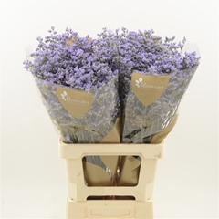Limonium Utah Blue 70cm 35gr.