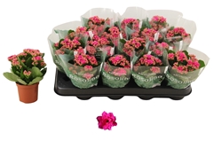 Kalanchoe Double Rosalina Don Victorio 7Ø 15cm