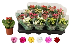 Kalanchoe Double Rosaline Mix 7Ø 15cm