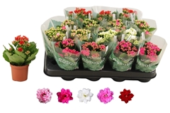Kalanchoe Double Rosaline Mix 7Ø 15cm