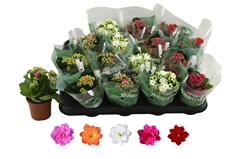 Kalanchoe Double Rosaline Mix 7Ø 12cm