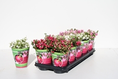 Gaultheria Mucronata 10Ø 25cm