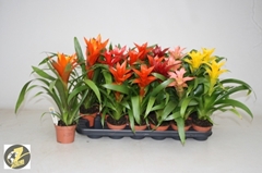 Guzmania Mix 6 Kinds 9Ø 31cm
