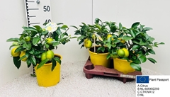 Citrus Meyer 19Ø 45cm
