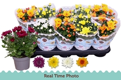 Chrysanth Double Mix 12Ø 25cm