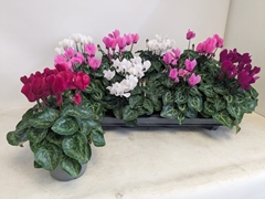 Cyclamen Persicum Macaron 10Ø 23cm