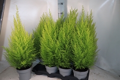 Cupressus Goldcrest Wilma 14Ø 65cm