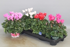Cyclamen Super Serie Xl 13Ø 30cm