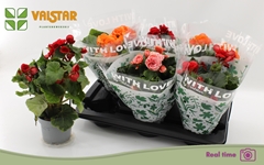 Begonia Double Mix 13Ø 30cm
