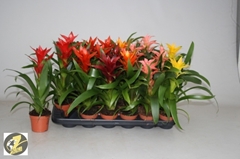 Guzmania Mix 6 Kinds 9Ø 32cm