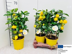 Citrus Meyer 19Ø 60cm