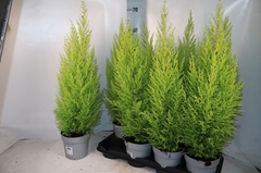 Cupressus Goldcrest Wilma 14Ø 65cm