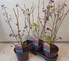Callicarpa Bodinieri Profusion 19Ø 60cm