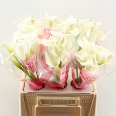 Zantedeschia Crystal Blush 40cm