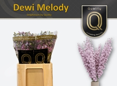 Delphinium Double Dewi Melody 60cm