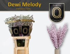 Delphinium Double Dewi Melody 90cm