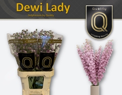 Delphinium Double Dewi Lady 90cm