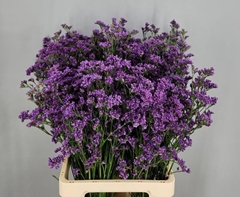 Limonium Sinense Kansas Blue 70cm 40gr.