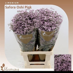 Limonium Safora Oshi Pink 70cm 30gr.