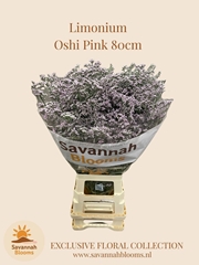 Limonium Safora Oshi Pink 80cm 50gr.