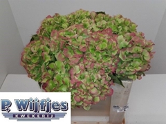 Hydrangea Verena Classic 50cm 13-15cm Hd