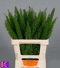 Asparagus Densiflorus Myers 60cm