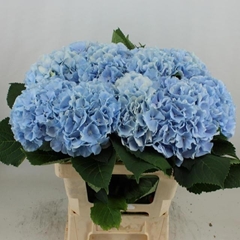 Hydrangea Verena Blue 60cm 18-20cm Hd