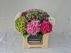Hydrangea Mix 40cm 10-12cm Hd