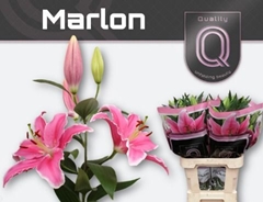Lily Oriental Marlon 80cm 4+