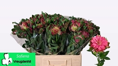 Alstroemeria Fashionista Sofiena 60cm 45gr.