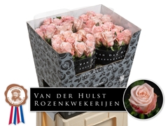 Rosa Big Baby 70cm