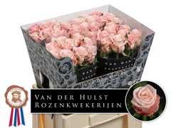Rosa Big Baby 60cm