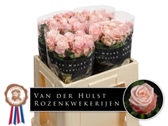 Rosa Big Baby 50cm