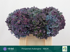 Hydrangea Pimpernel Classic 40cm 14-16cm Hd
