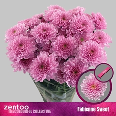 Chrysanth Spray Fabienne Sweet 70cm 75gr.