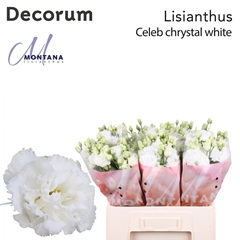 Eustoma Double Celeb Chrystal 60cm