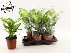 Dieffenbachia Mars 17Ø 55cm