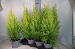 Cupressus Goldcrest Wilma 14Ø 67cm