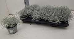 Leucophyta Brownii 10Ø 18cm
