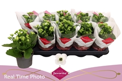 Kalanchoe Single Asteria White 10Ø 22cm