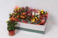 Chrysanth Mix 7 Colours 12Ø 24cm